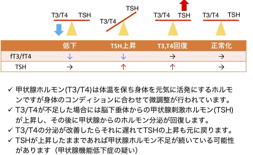 甲状腺機能異常と妊娠の関係 当真内科医院